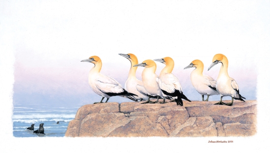 Flock of Cape Gannets - 2001 A3 Signed Print R950.00 (lot no. 00)