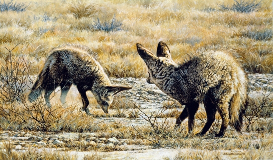 Bat-eared Foxes - 1992 Johan Hoekstra Wildlife Art (Available Print)