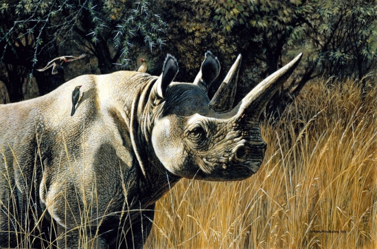 Black Rhino - 1993 Johan Hoekstra Wildlife Art (Available A3 Signed Print)