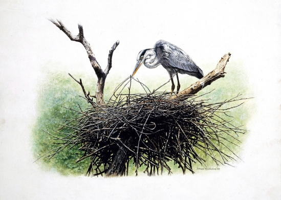 Grey Heron nesting - 1992 Johan Hoekstra Wildlife Art (A3 Signed Print)