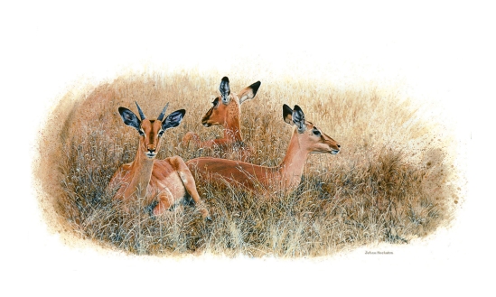 Impala Herd Resting (not dated) - Johan Hoekstra Wildlife Art (A3 Signed Print - white variant)