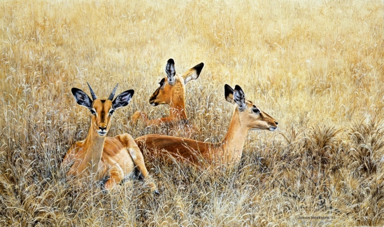 Impalas Resting - 1992 Johan Hoekstra Wildlife Art (A3 Signed Print)