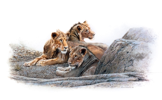 Juvenile Male Lions - 1998 Johan Hoekstra Wildlife Art (A3 Signed Print - white variant)