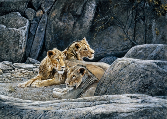 Juvenile Lions - 1993 Johan Hoekstra Wildlife Art (A3 Signed Print)