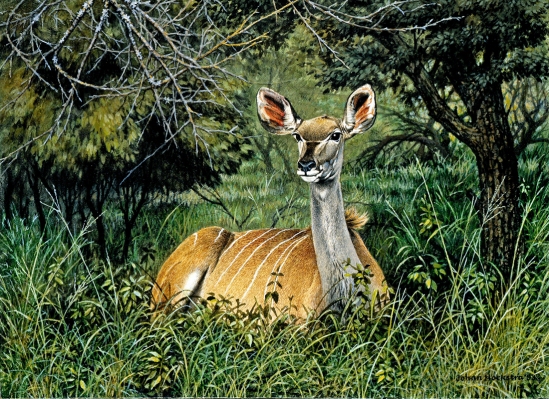 Kudu female - 1993 Johan Hoekstra Wildlife Art (A3 Signed Print)