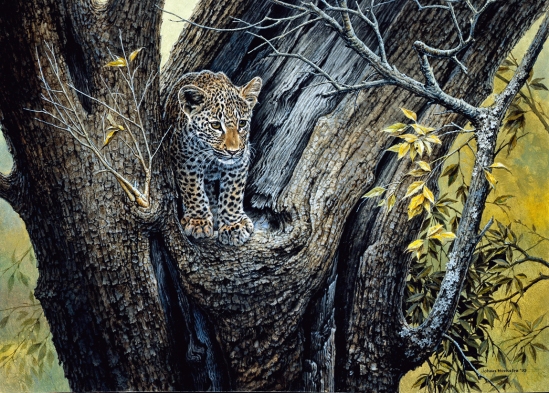 Leopard Juvenile in Tree - 1993 Johan Hoekstra Wildlife Art (A3 Signed Print)
