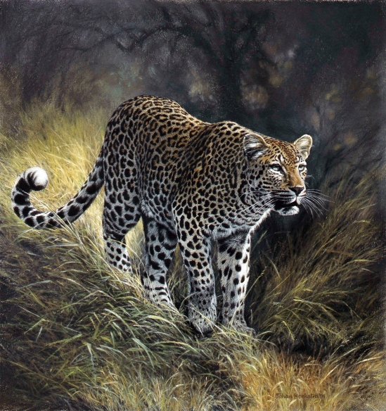 Leopard Male - 1994 Johan Hoekstra Wildlife Art (A3 Signed Print)