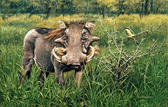 Warthog and Little Bee-eater - 1999 Johan Hoekstra Wildlife Art (Available Print)
