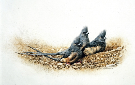 White-backed Mousebird - 1992 Johan Hoekstra Wildlife Art (Availalble Print)