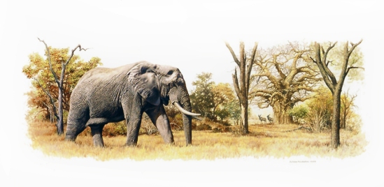 Elephant, Baobab & Kudus – 1996 Johan Hoekstra Wildlife Art – A3 Signed Print Available
