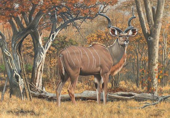 Johan Hoekstra Wildlife-Art - Kudu Male - 2012 - Available-Print